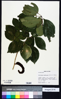 Image of Calliandra bombycina