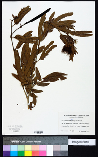 Calliandra haematocephala image