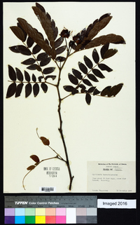 Calliandra haematocephala image