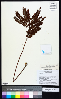 Image of Chamaecrista adenophora