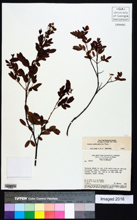 Image of Chamaecrista adenophylla