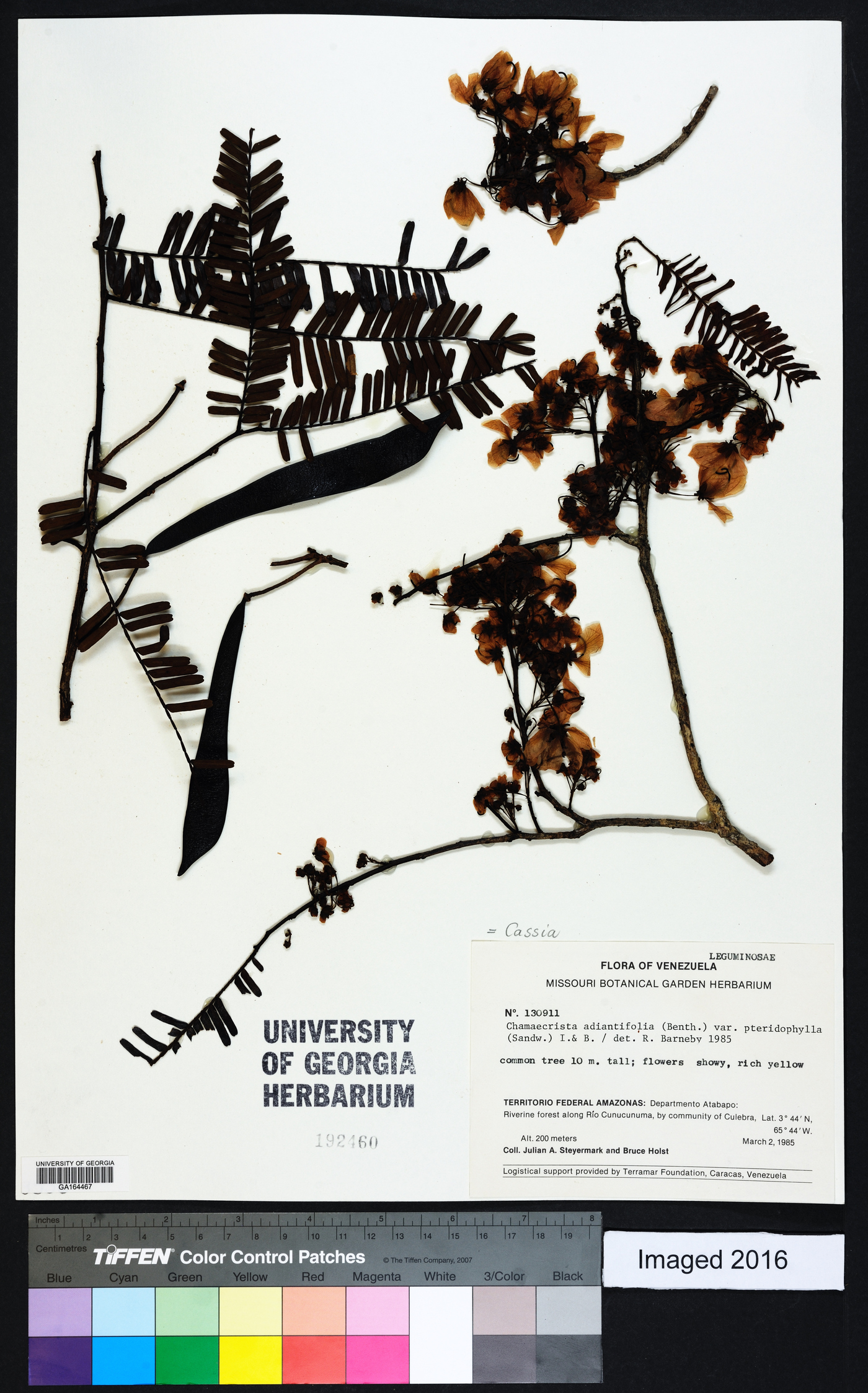 Chamaecrista adiantifolia image