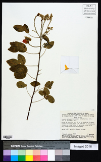 Image of Chamaecrista andersonii