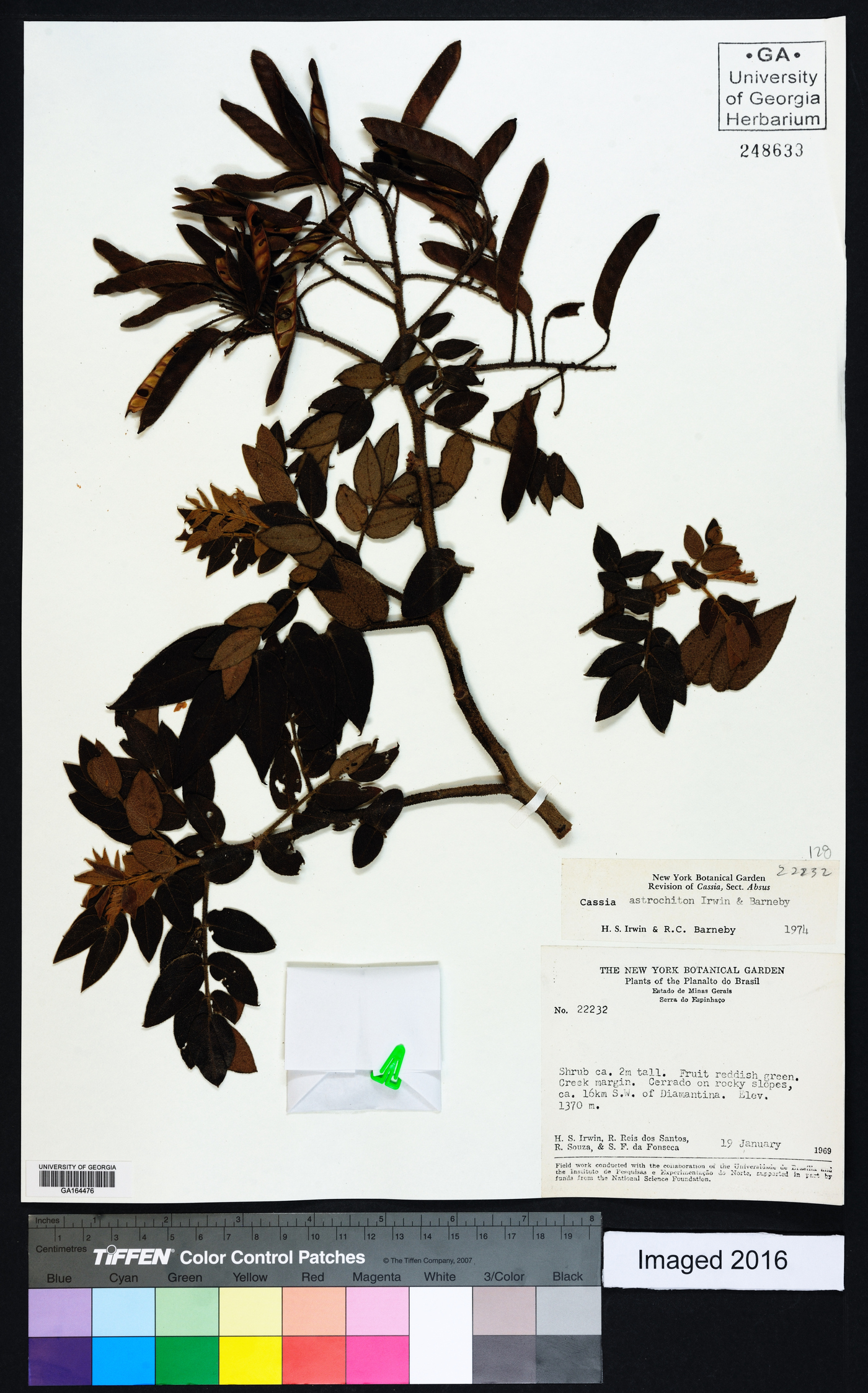 Chamaecrista astrochiton image