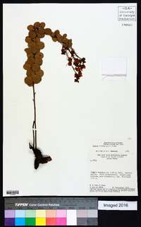 Chamaecrista brachyrachis image