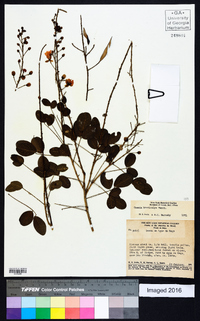 Chamaecrista brevicalyx image