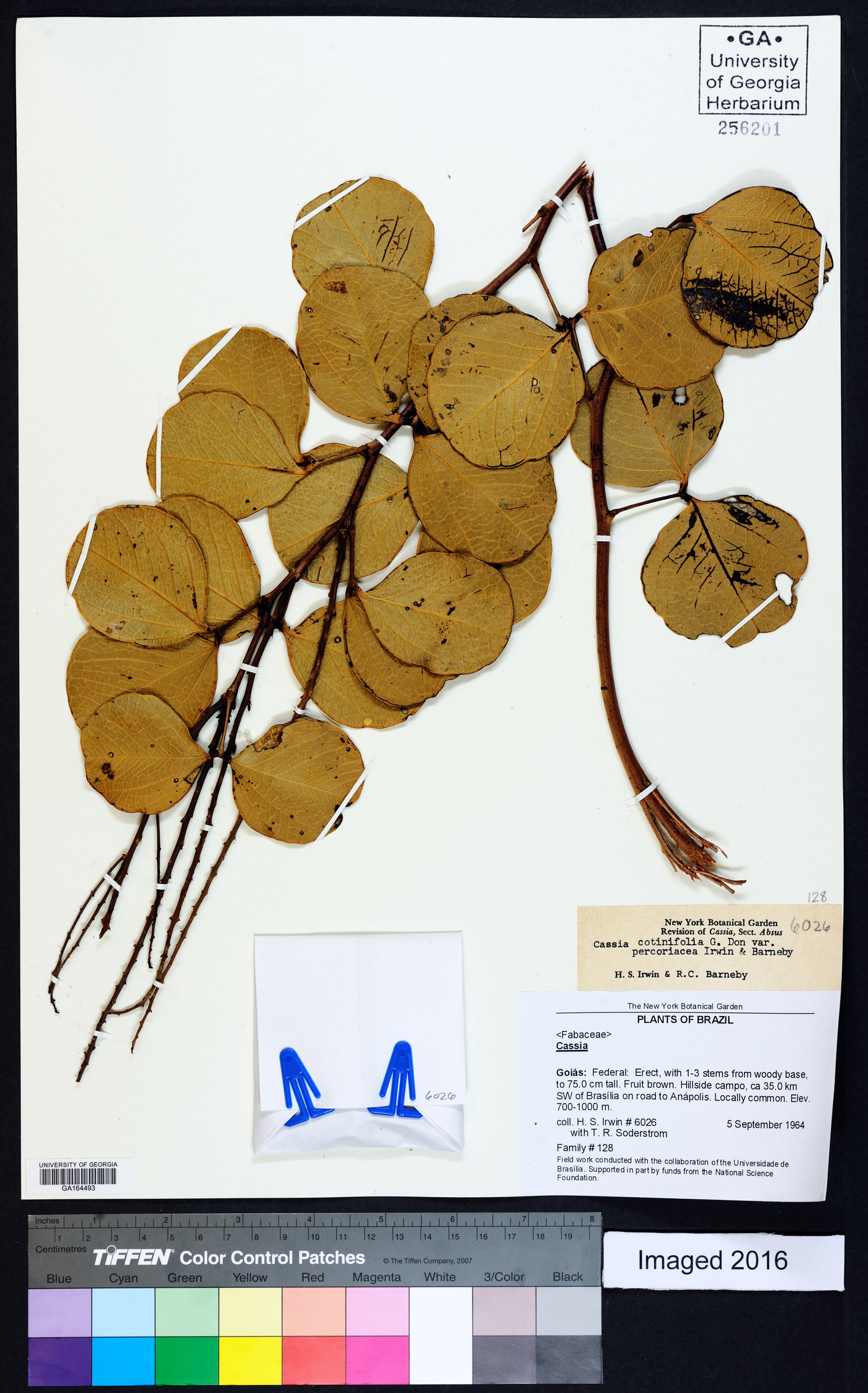 Chamaecrista cotinifolia var. percoriacea image