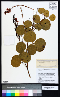 Chamaecrista cotinifolia var. percoriacea image