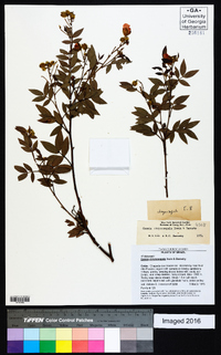 Chamaecrista chrysosepala image