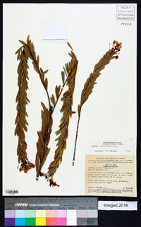 Chamaecrista crommyotricha image