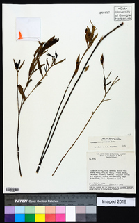 Chamaecrista crommyotricha image