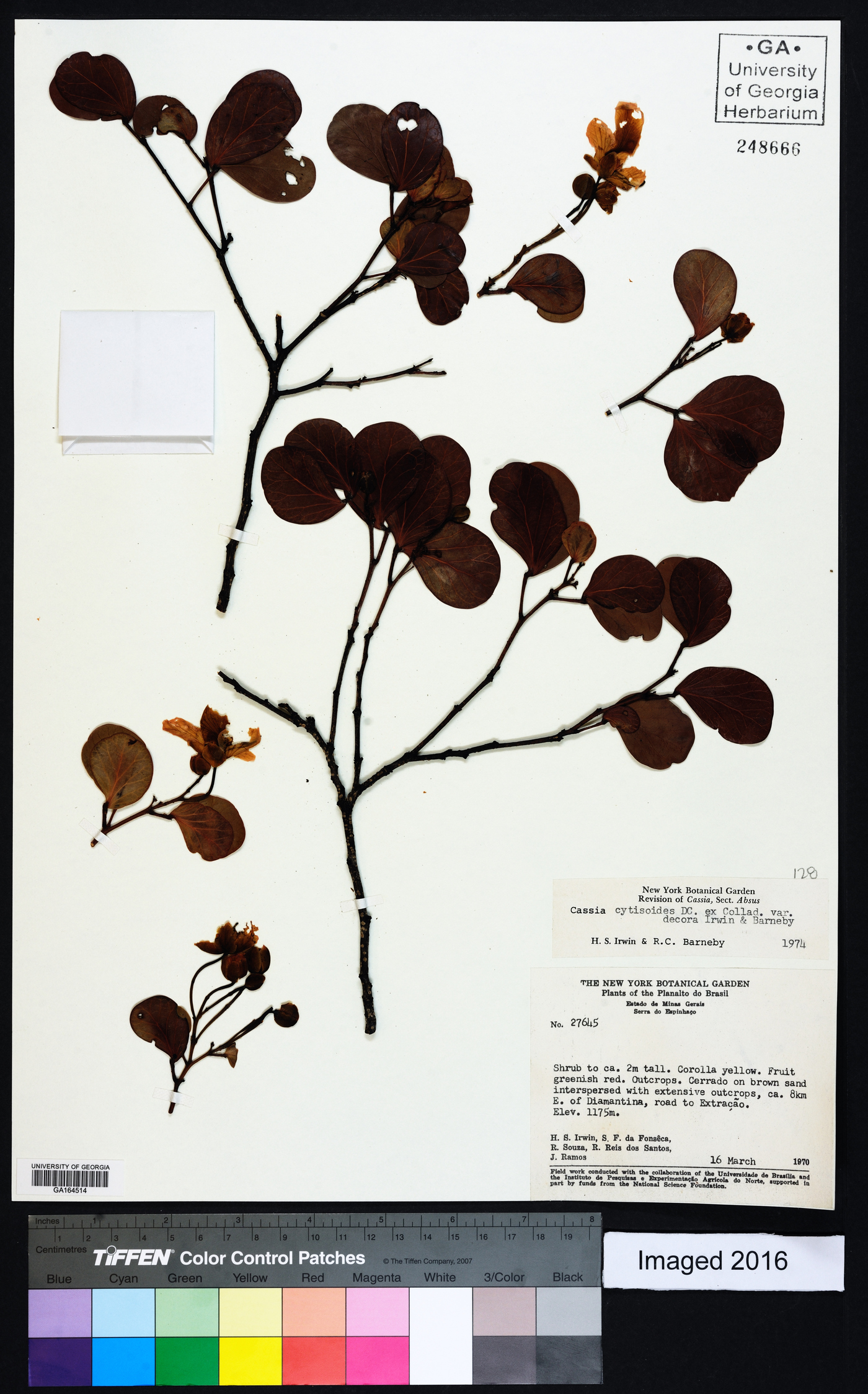 Chamaecrista cytisoides image