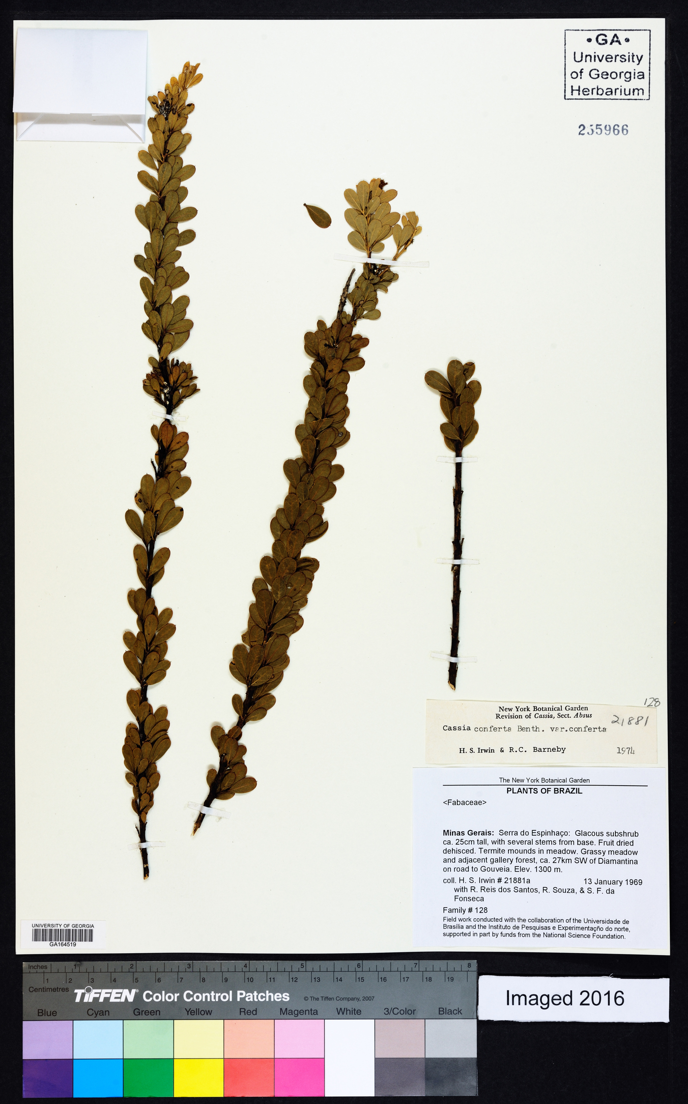 Chamaecrista conferta image