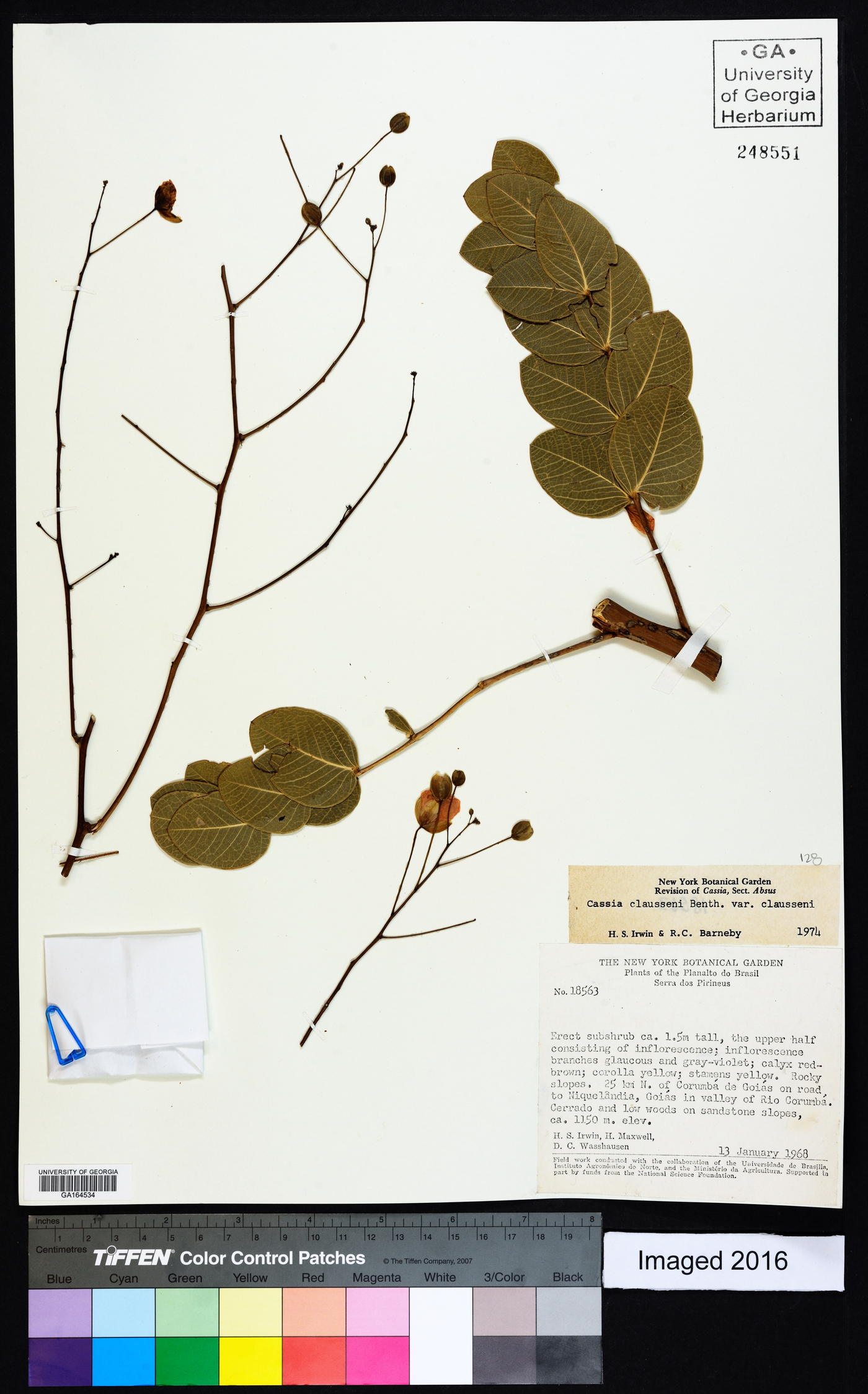 Chamaecrista claussenii image