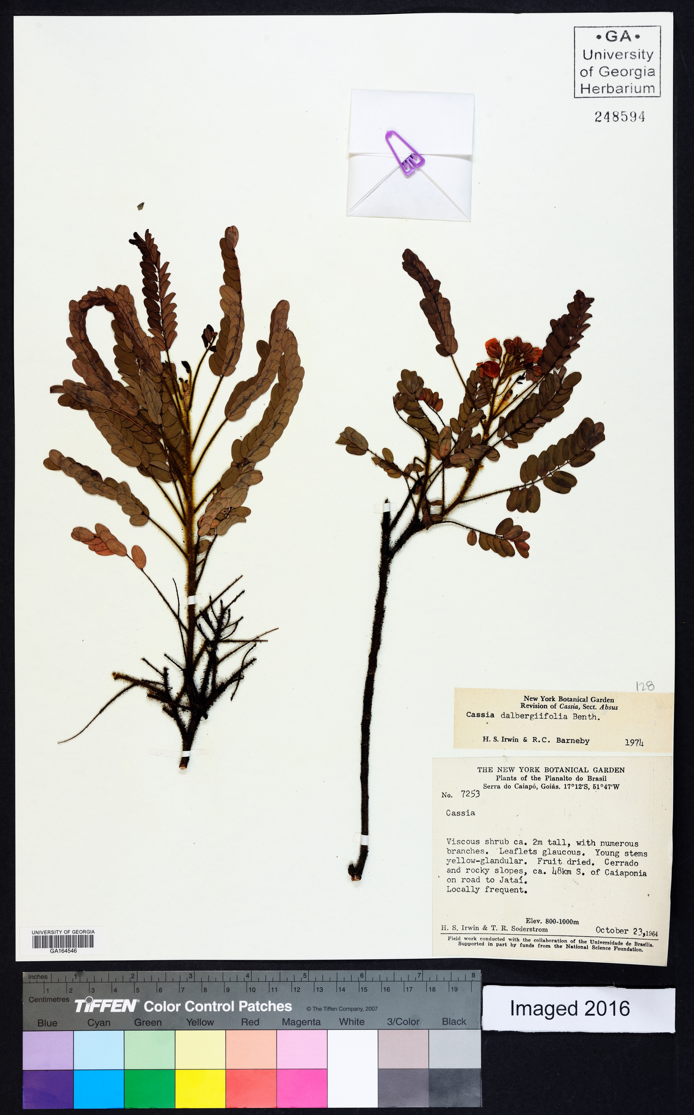 Chamaecrista dalbergiifolia image