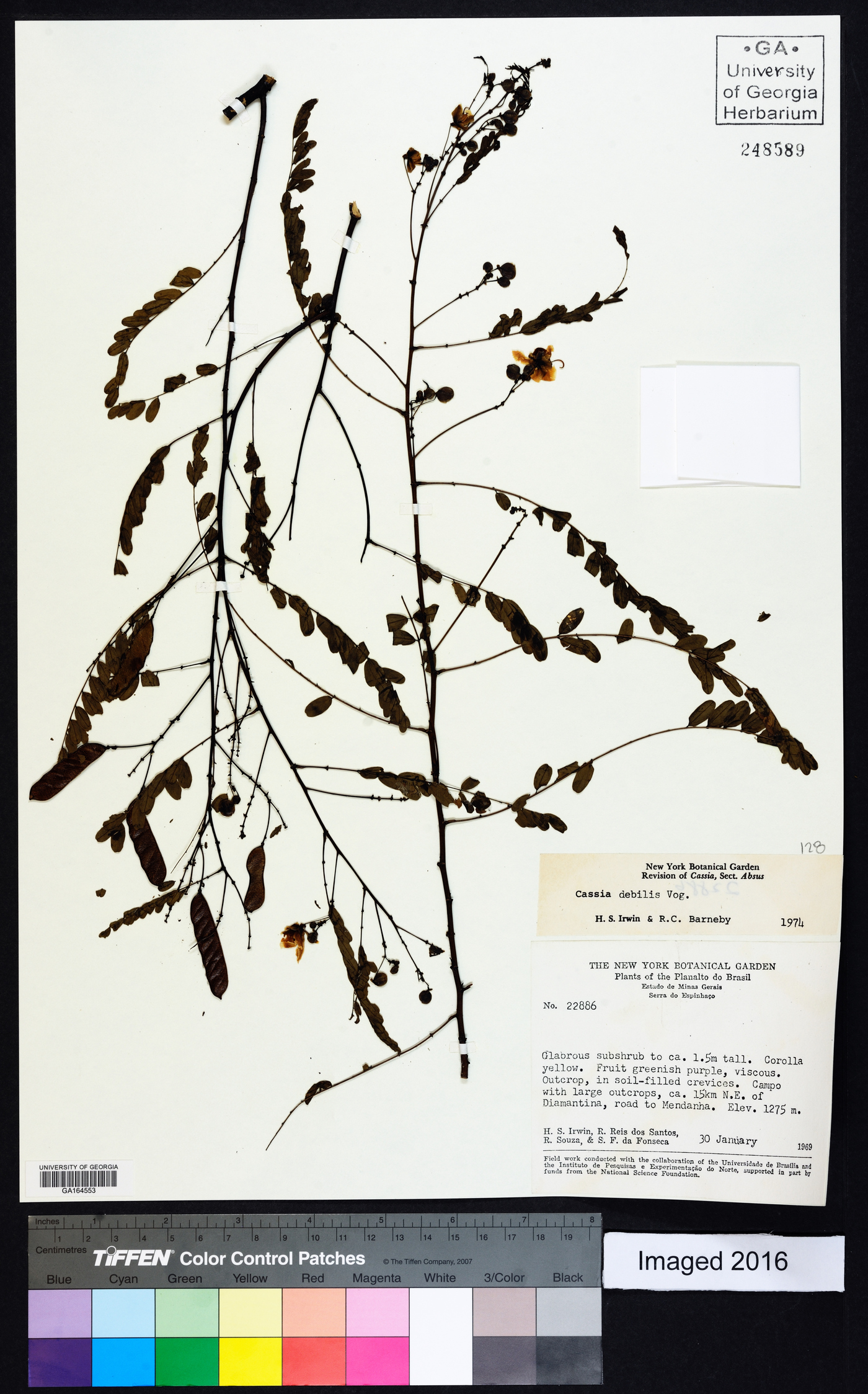 Chamaecrista debilis image