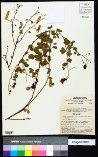 Chamaecrista fagonioides var. macrocalyx image