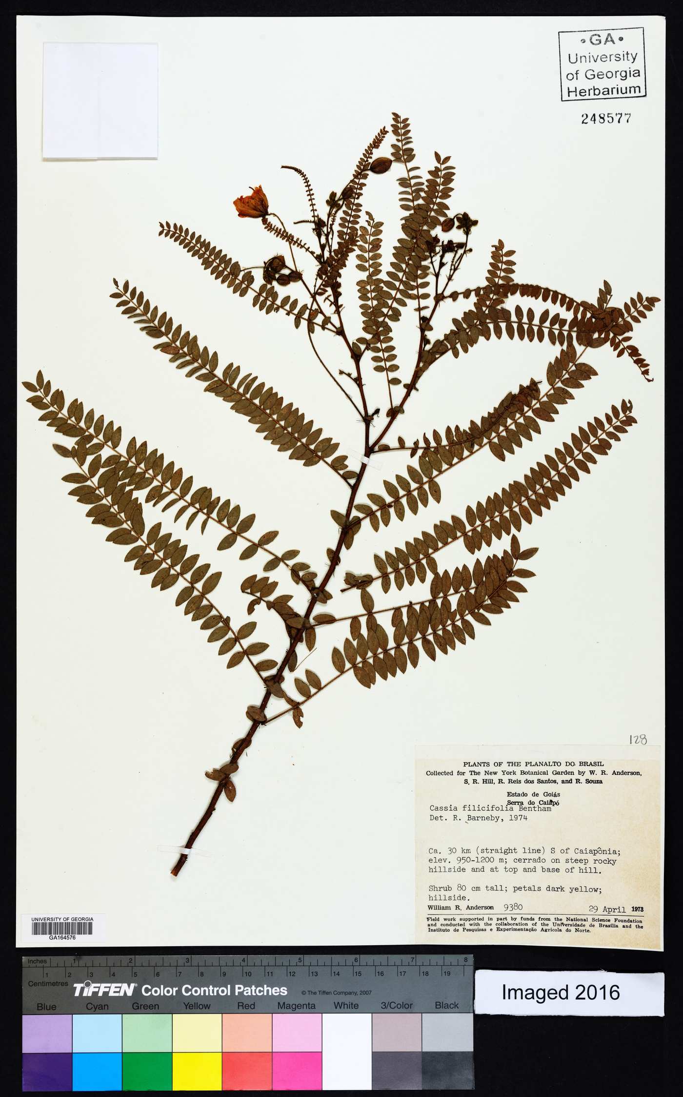 Chamaecrista filicifolia image