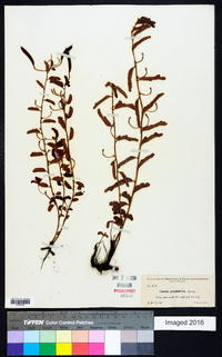 Cassia grammica image