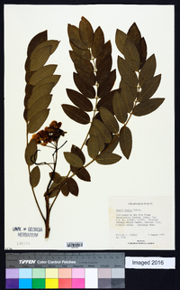 Senna spectabilis image