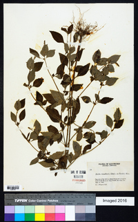 Mosla dianthera image