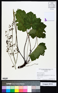 Heuchera americana image