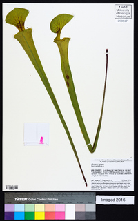 Sarracenia flava image