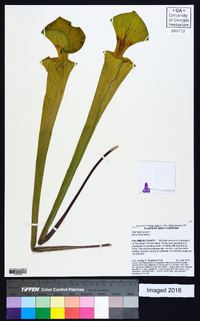 Sarracenia flava image