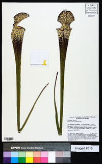 Sarracenia leucophylla image