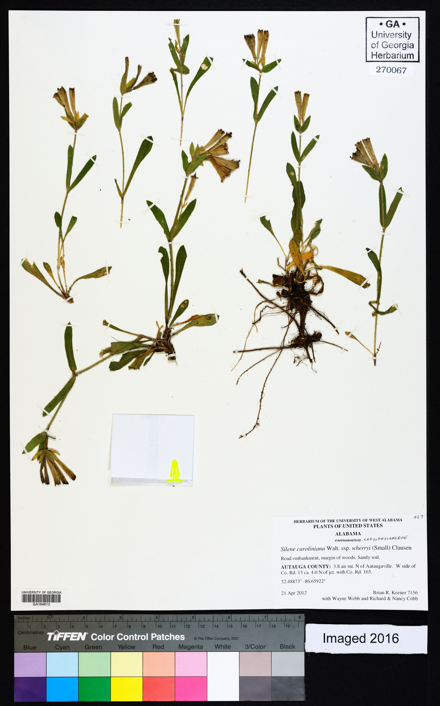 Silene caroliniana subsp. wherryi image