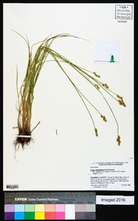 Carex albolutescens image