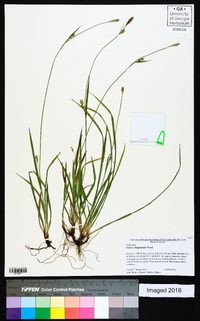 Carex chapmanii image