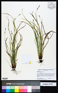 Carex godfreyi image