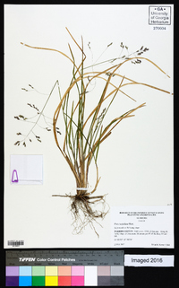 Poa cuspidata image