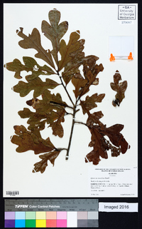 Quercus austrina image