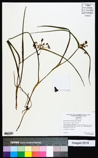 Tradescantia hirsuticaulis image