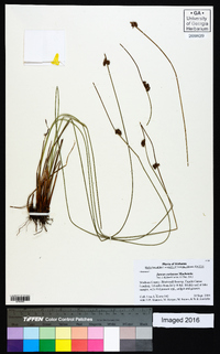 Juncus coriaceus image