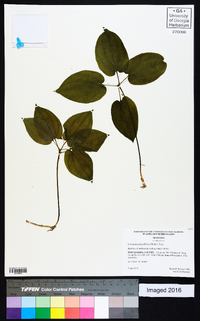 Croomia pauciflora image