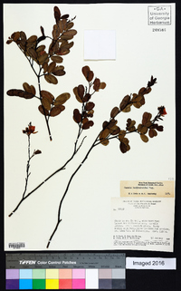 Chamaecrista hedysaroides image