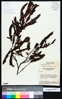 Image of Chamaecrista isidorea