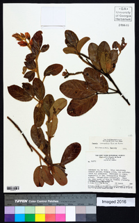 Image of Chamaecrista leucopilis