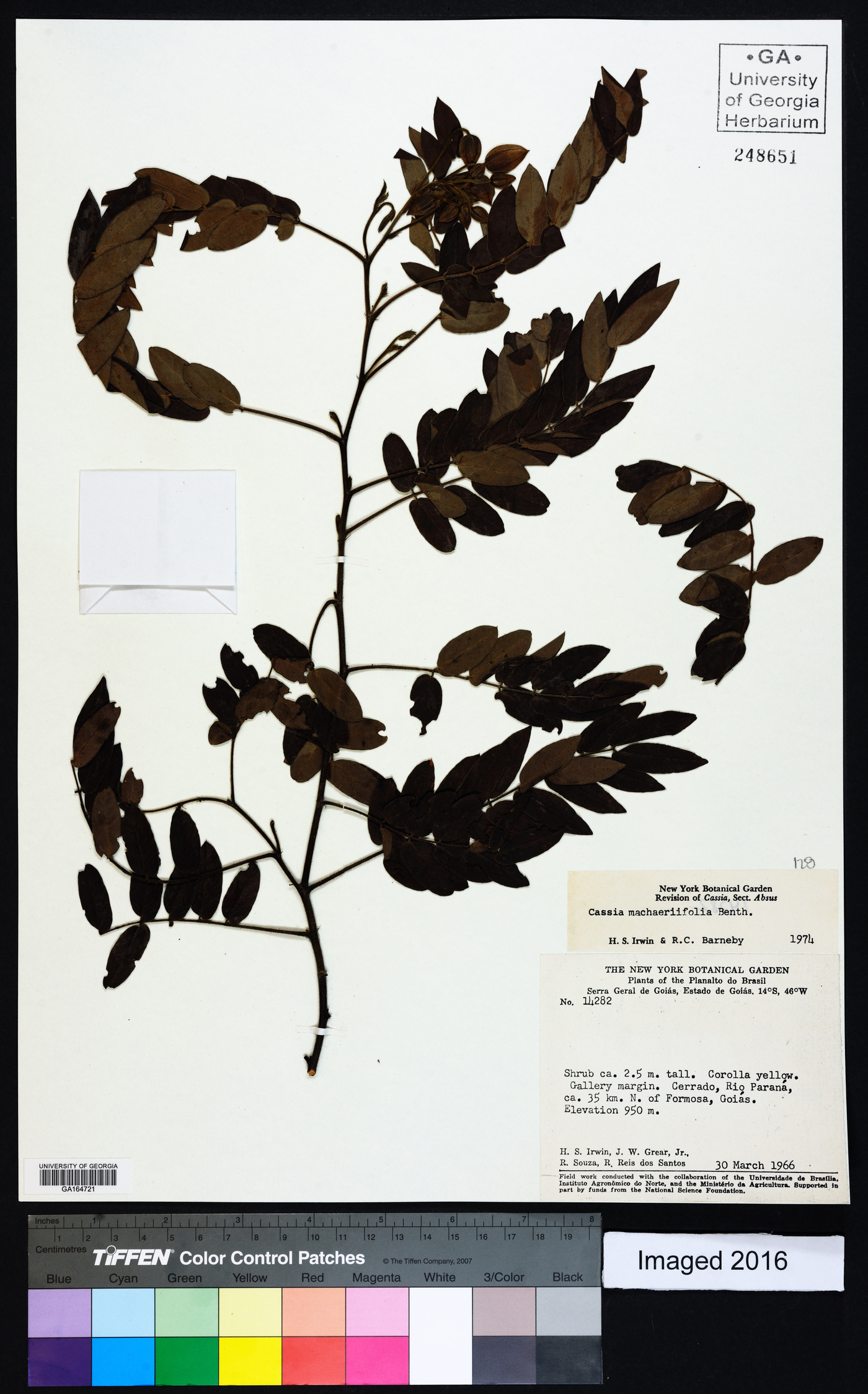 Chamaecrista machaeriifolia image