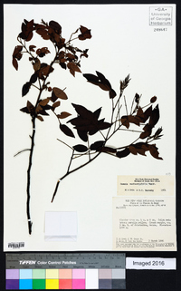 Chamaecrista machaeriifolia image