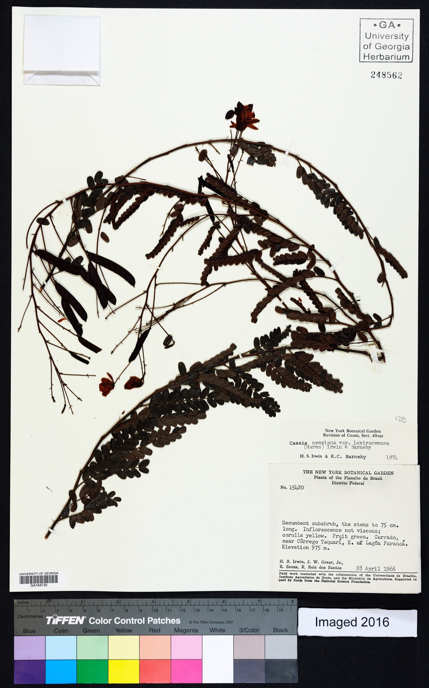 Chamaecrista neesiana var. laxiracemosa image