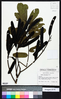 Cassia reticulata image