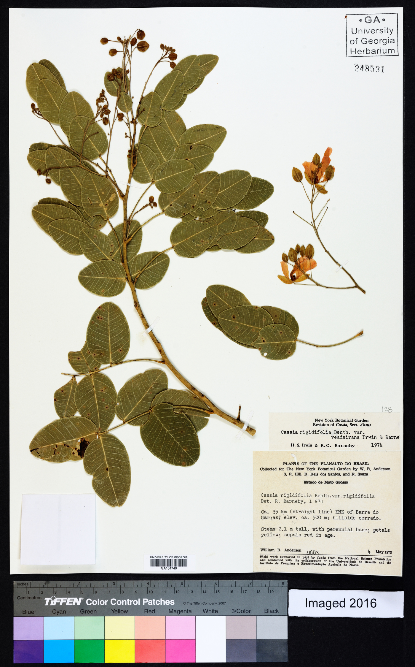 Chamaecrista rigidifolia var. veadeirana image