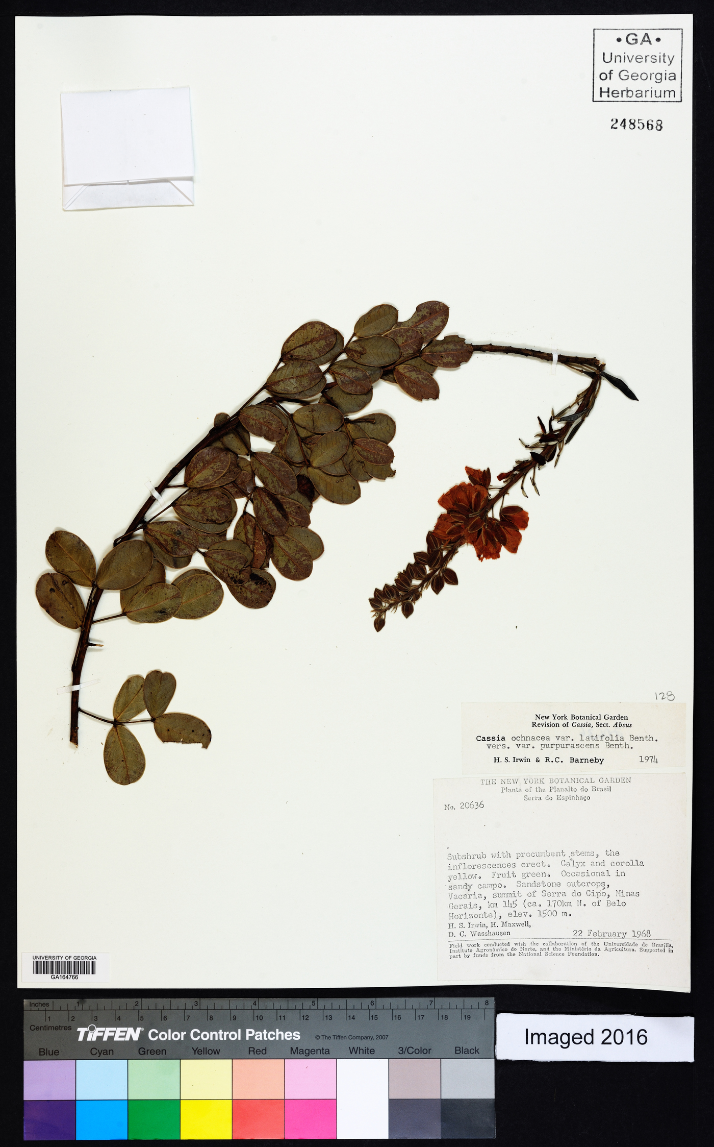 Chamaecrista ochnacea var. latifolia image