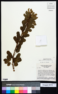 Chamaecrista ochnacea var. latifolia image