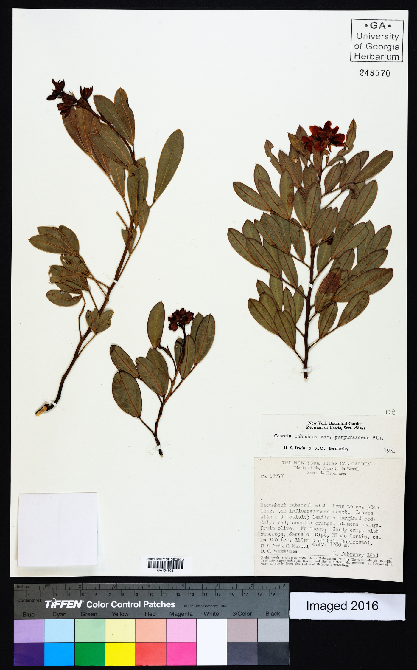 Chamaecrista ochnacea var. purpurascens image