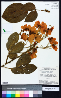 Cassia speciosa image
